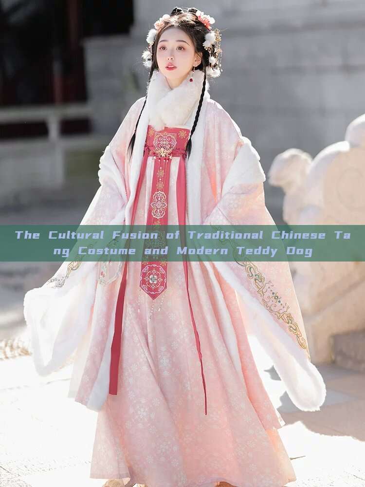 The Cultural Fusion of Traditional Chinese Tang Costume and Modern Teddy Dog